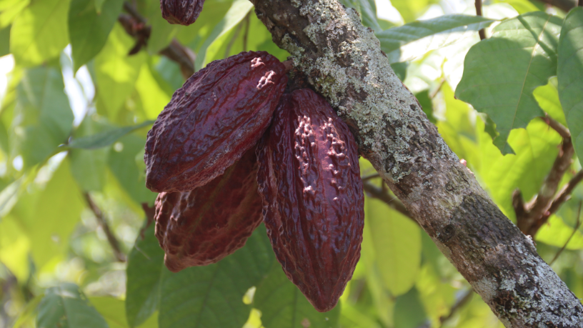 Alfredo Moreira Filho